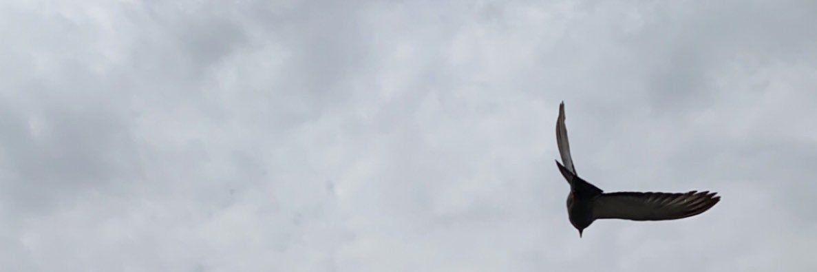 saad_dano's profile banner image