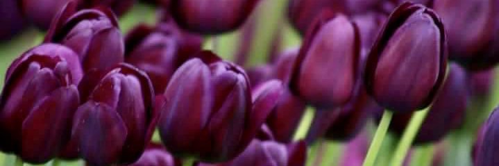 nashwaelsayed79's profile banner image