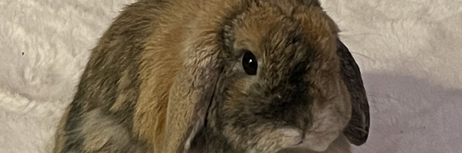 Fembot_'s profile banner image