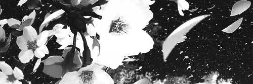 siciju's profile banner image