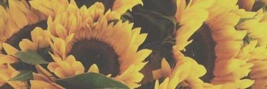 Steff_Vale's profile banner image