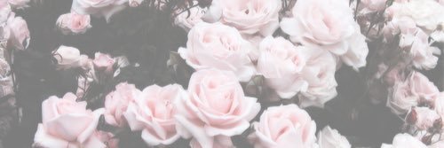 mccurdianqs's profile banner image