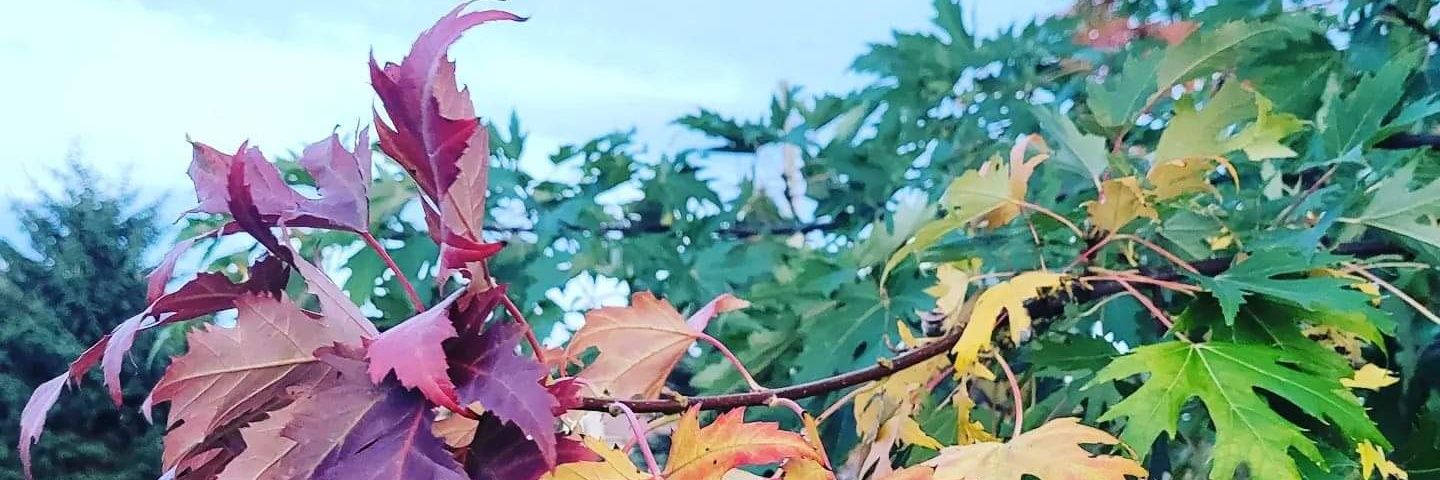 Friendshipgal's profile banner image