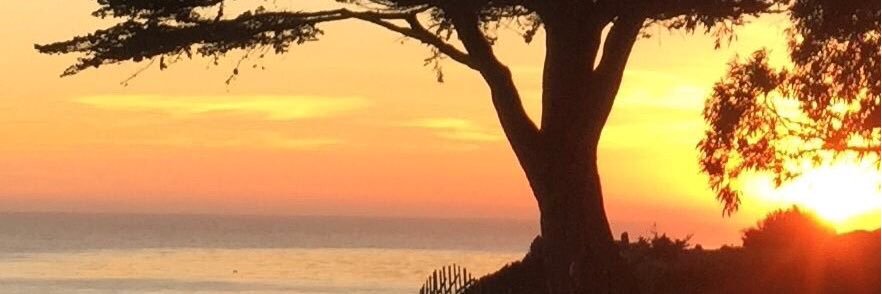 SCAnimalLover's profile banner image