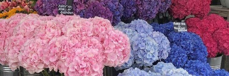 Miss_Hoes's profile banner image