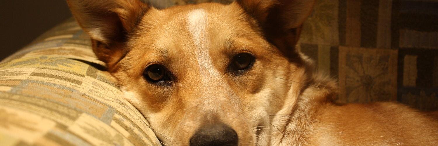 ctrlaltdog's profile banner image