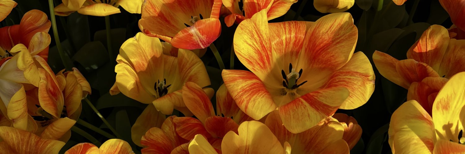 mflanagan_'s profile banner image