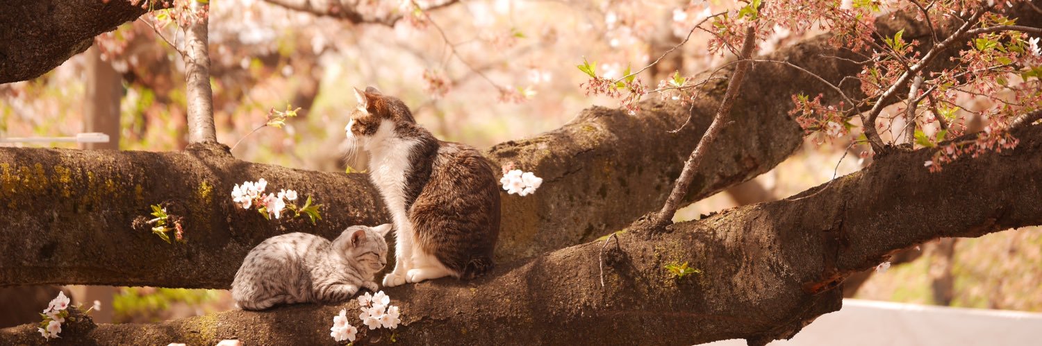 azuki2050's profile banner image