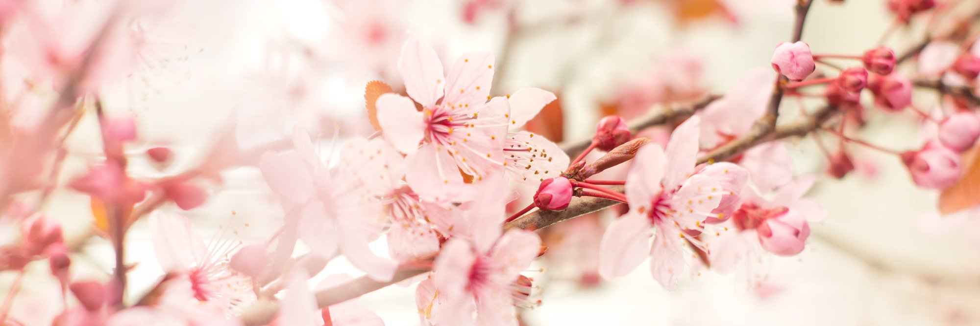 Rachelannpoling's profile banner image