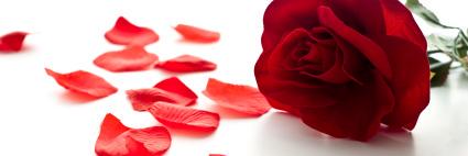 Bachelor_Recaps's profile banner image