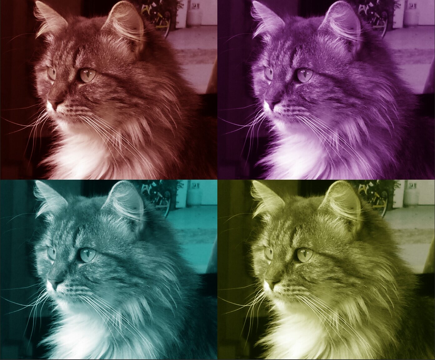 KalaKila's profile banner image