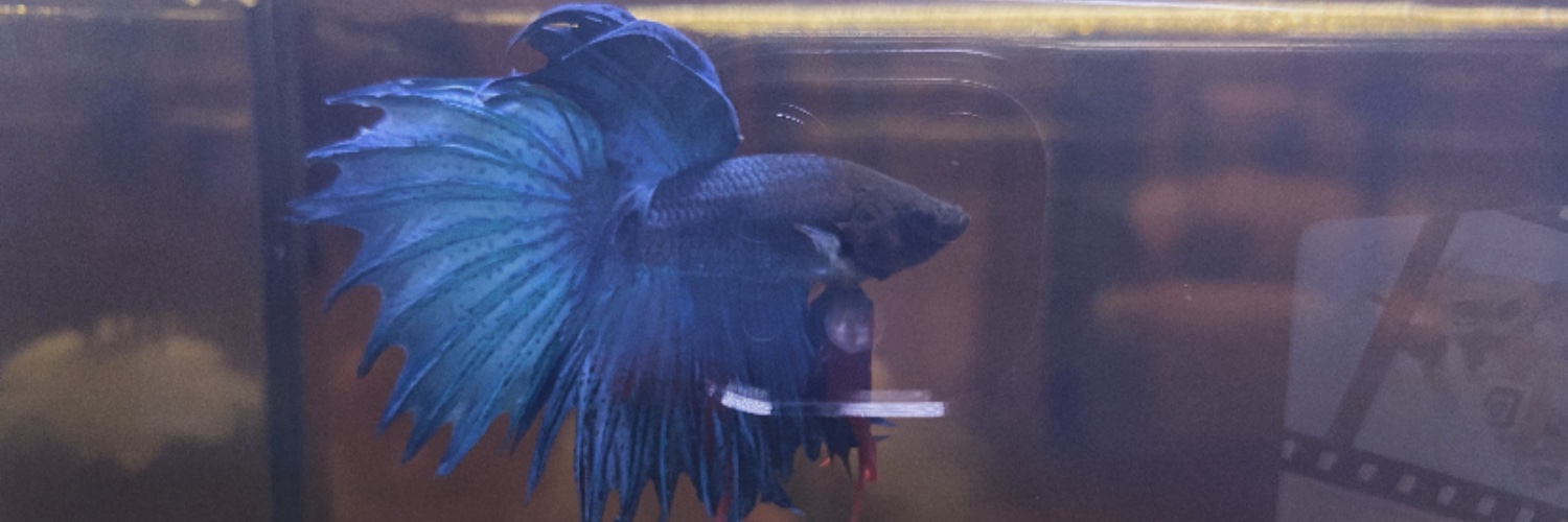 makin_jason's profile banner image