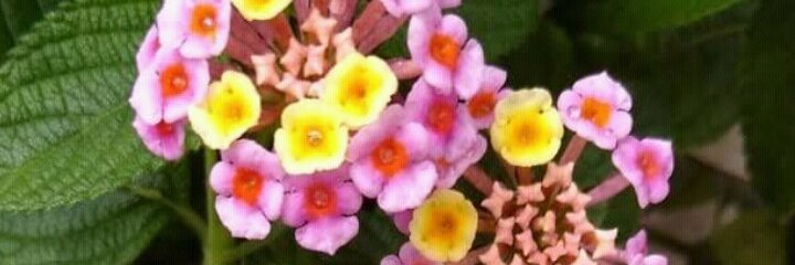 Mimivi76's profile banner image