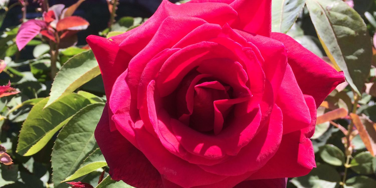 beth_baty's profile banner image