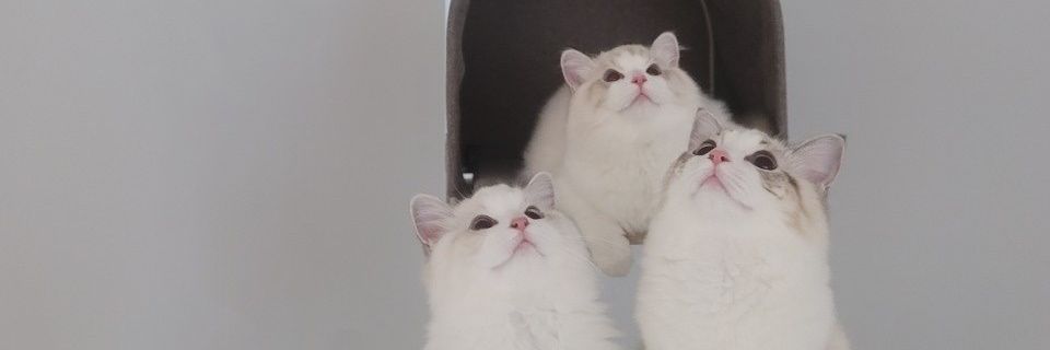 baebinana's profile banner image