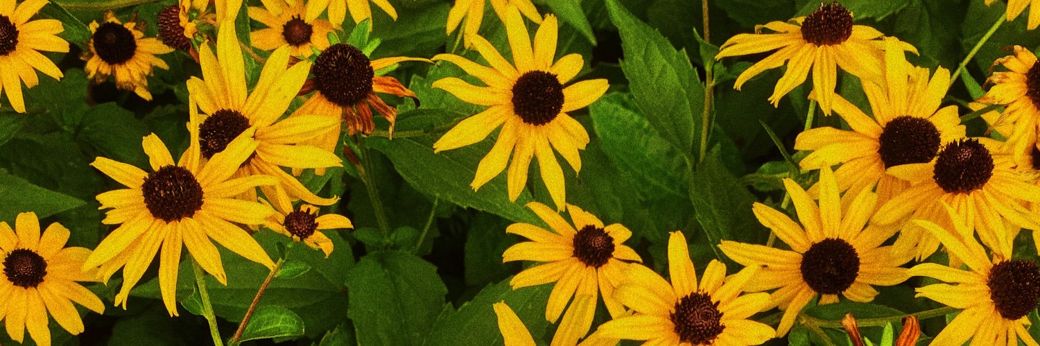 Bint_e_Banuri's profile banner image