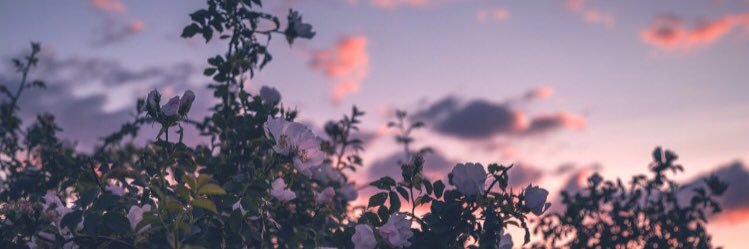 LenaTlb_'s profile banner image