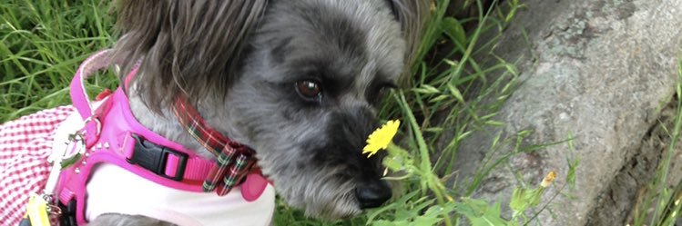 愛犬は肉球新党天国支部 banner