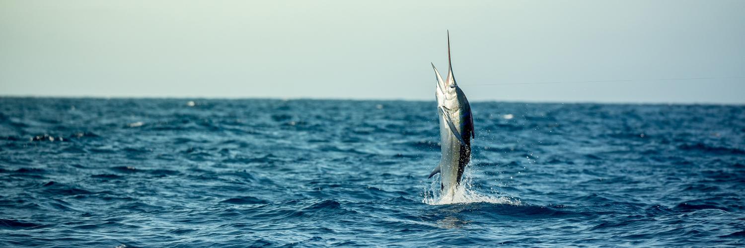 Local Knowledge TV banner