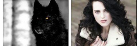 _moonlight_wolf's profile banner image