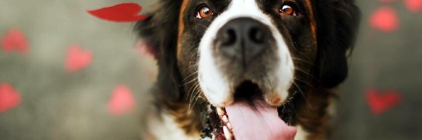 doggydogdaily's profile banner image
