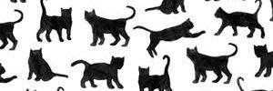 shany_neko's profile banner image