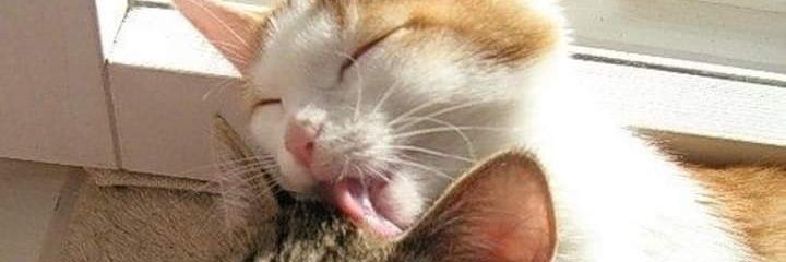 _____meww's profile banner image