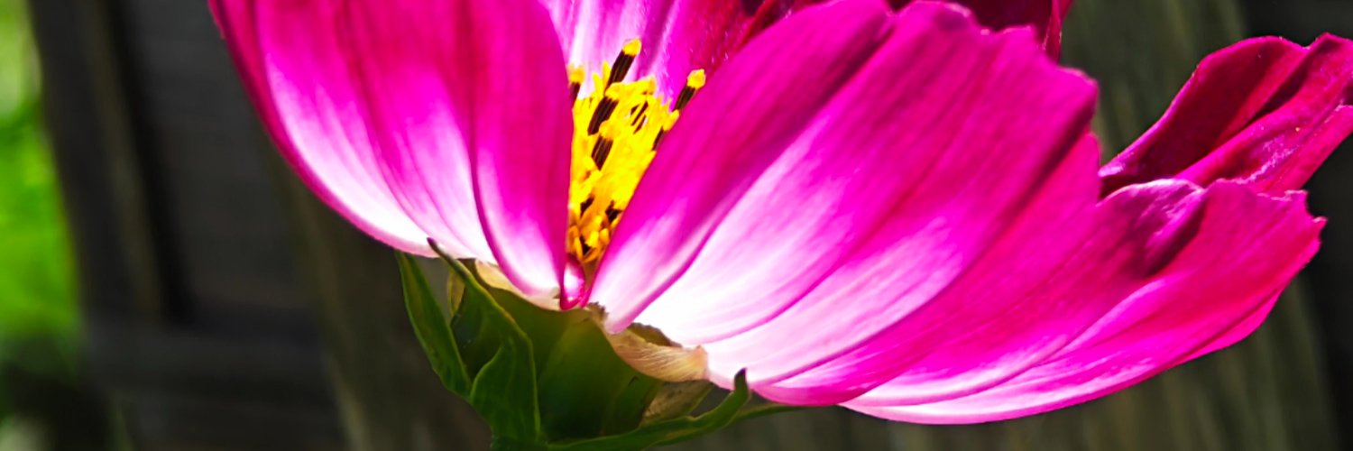 CDam_s's profile banner image