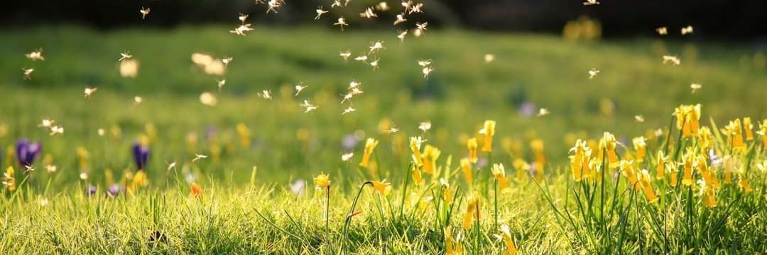 Ness_Gardens's profile banner image