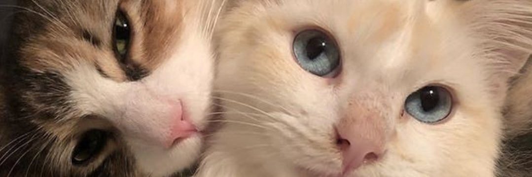 Asliinesli's profile banner image