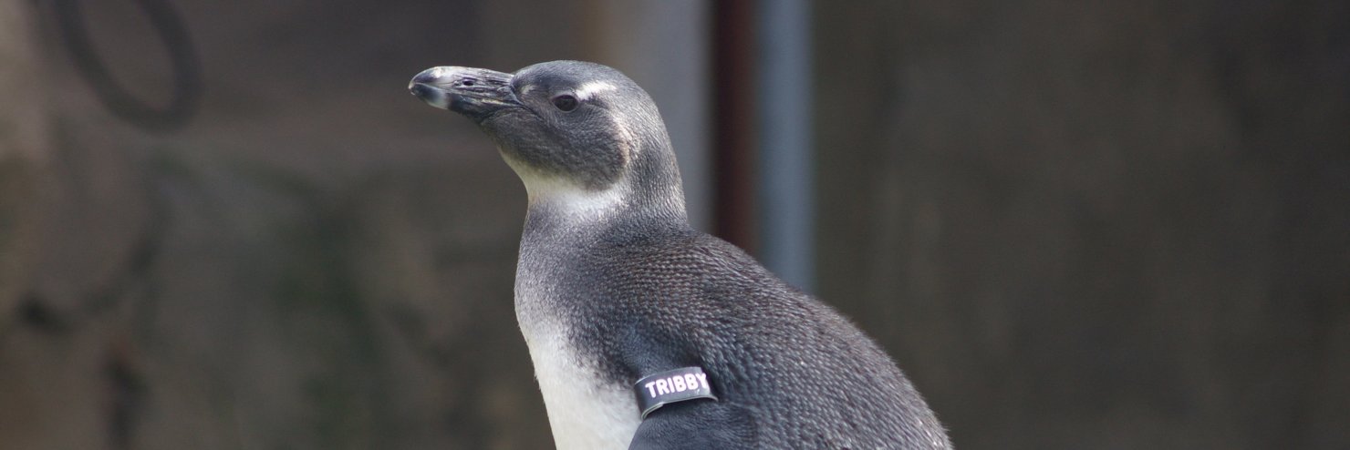 GrandOldPenguin 🐧 banner