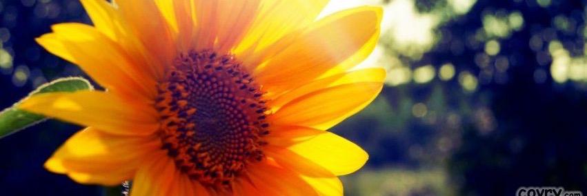 Casey Curran 🌻 banner