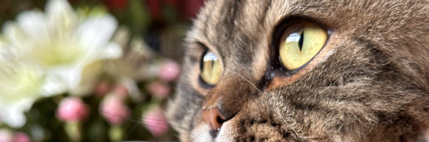 Tuliip1's profile banner image