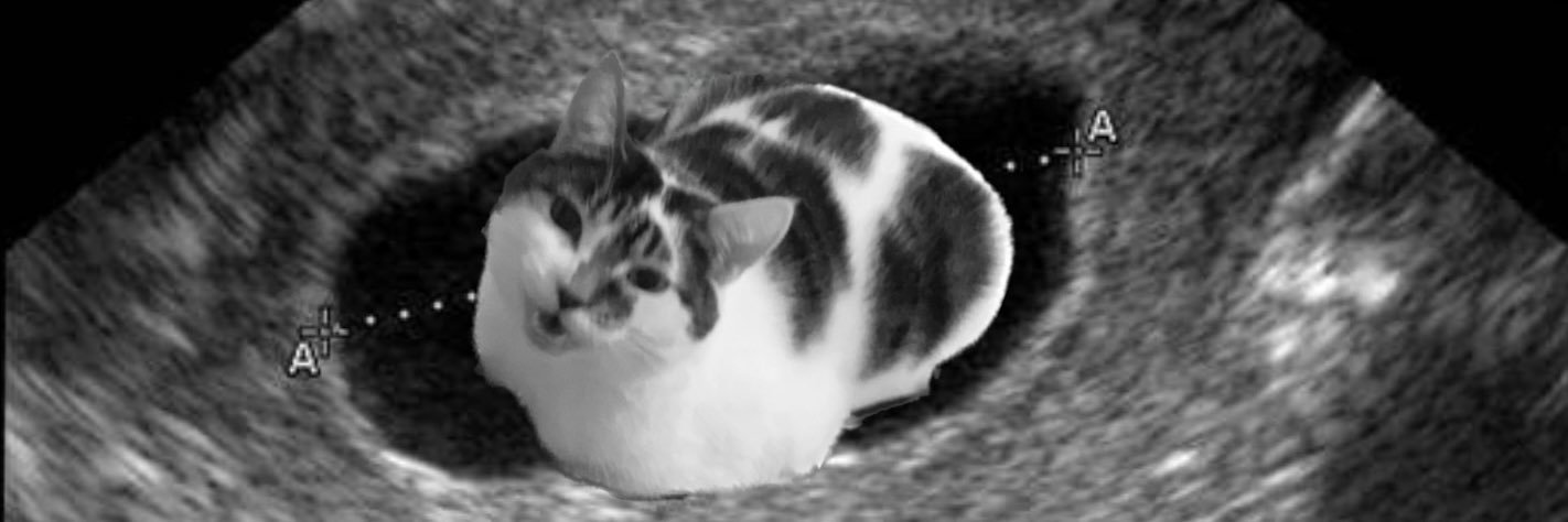 caitieweighty_'s profile banner image