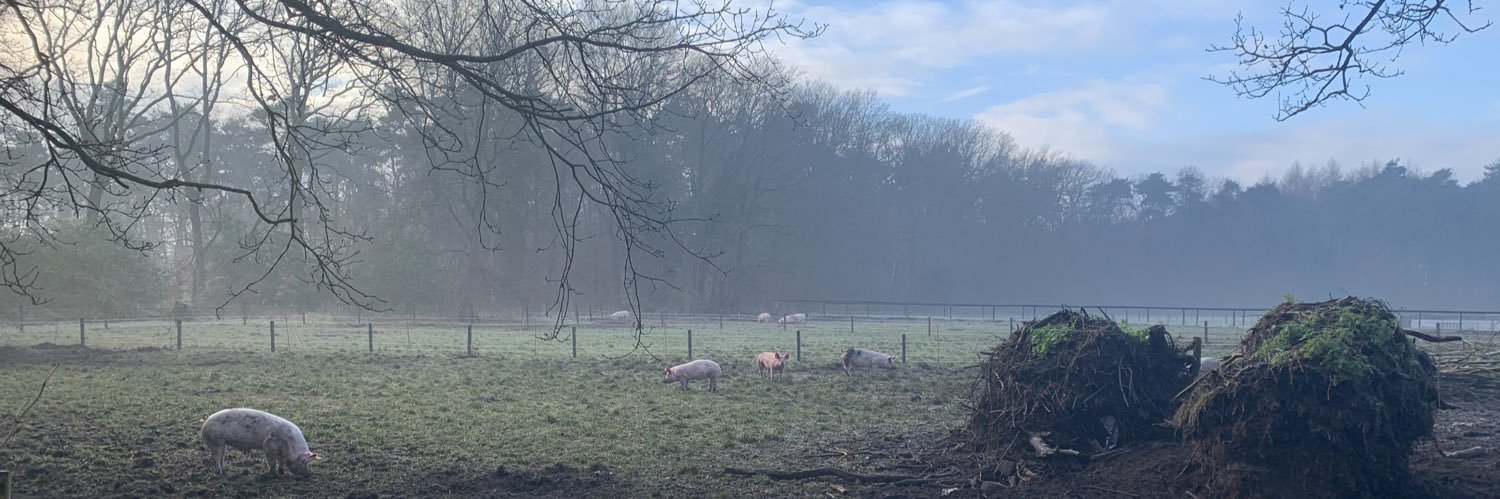 PiggysPalace's profile banner image