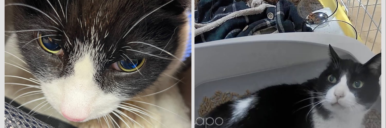 紫苑@オカメインコ迷子 banner