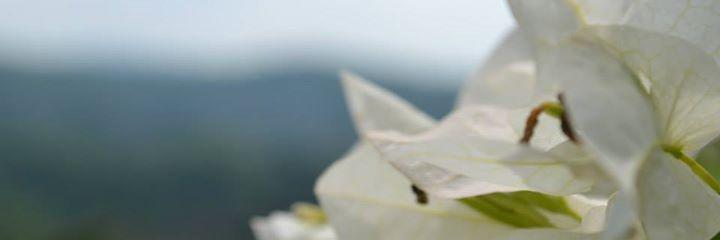 denciiedee's profile banner image