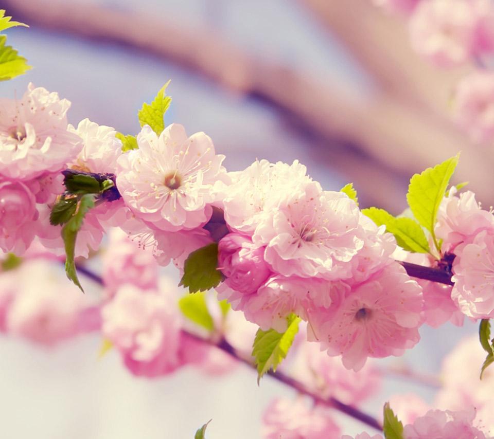 sakura_959's profile banner image