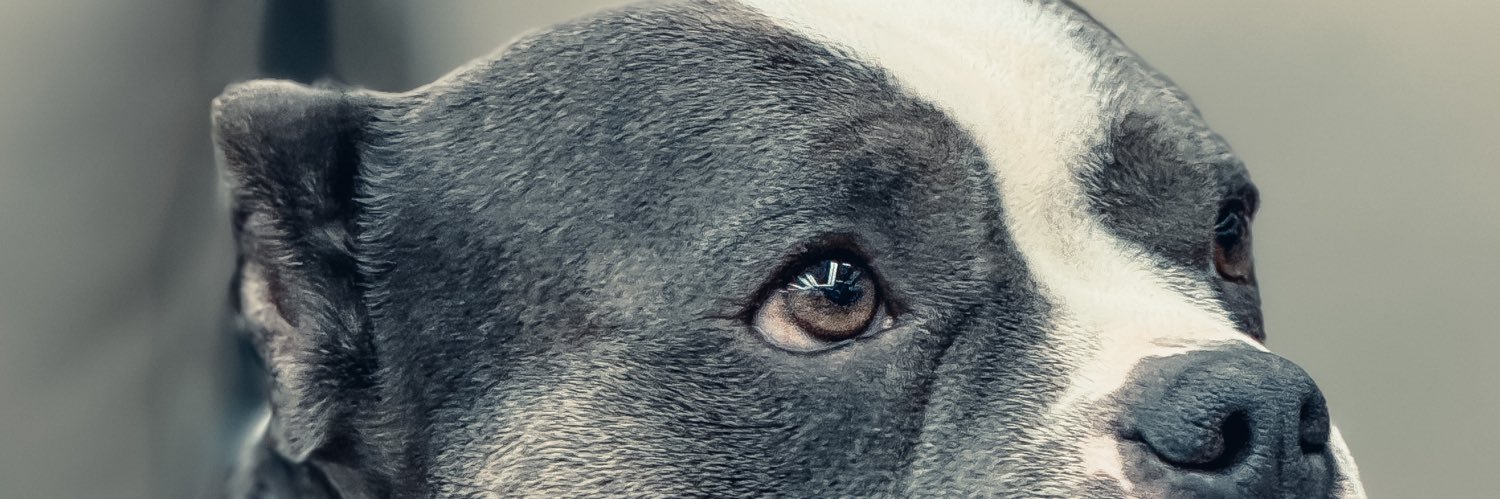 Ped Said What: banner