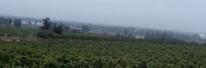 mohamed bouam banner