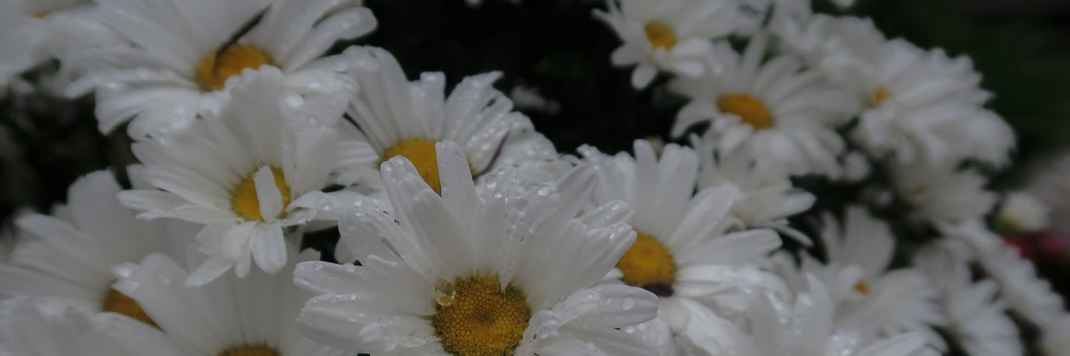 pfort31's profile banner image