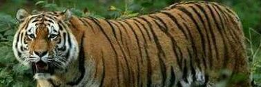 sripinyo7's profile banner image