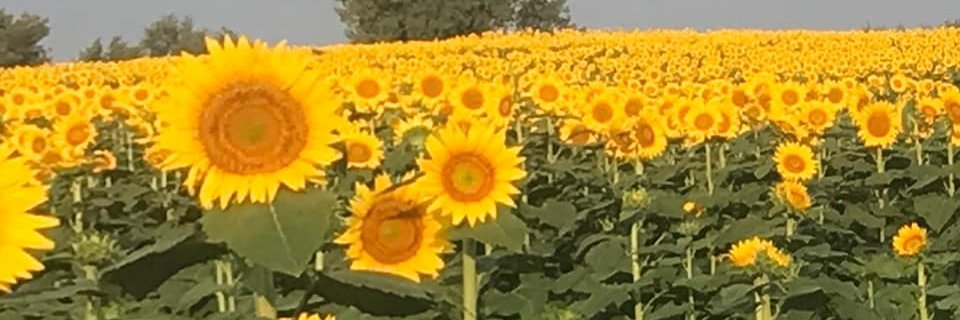 KBreisch's profile banner image