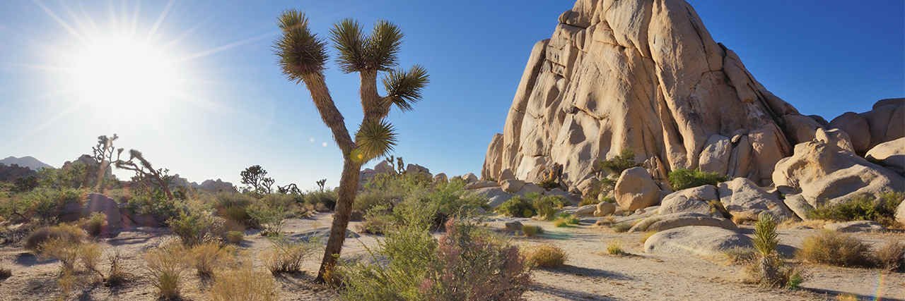 DesertVisitor's profile banner image
