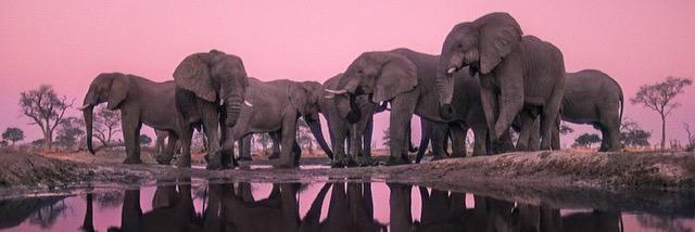 Elephant Man banner