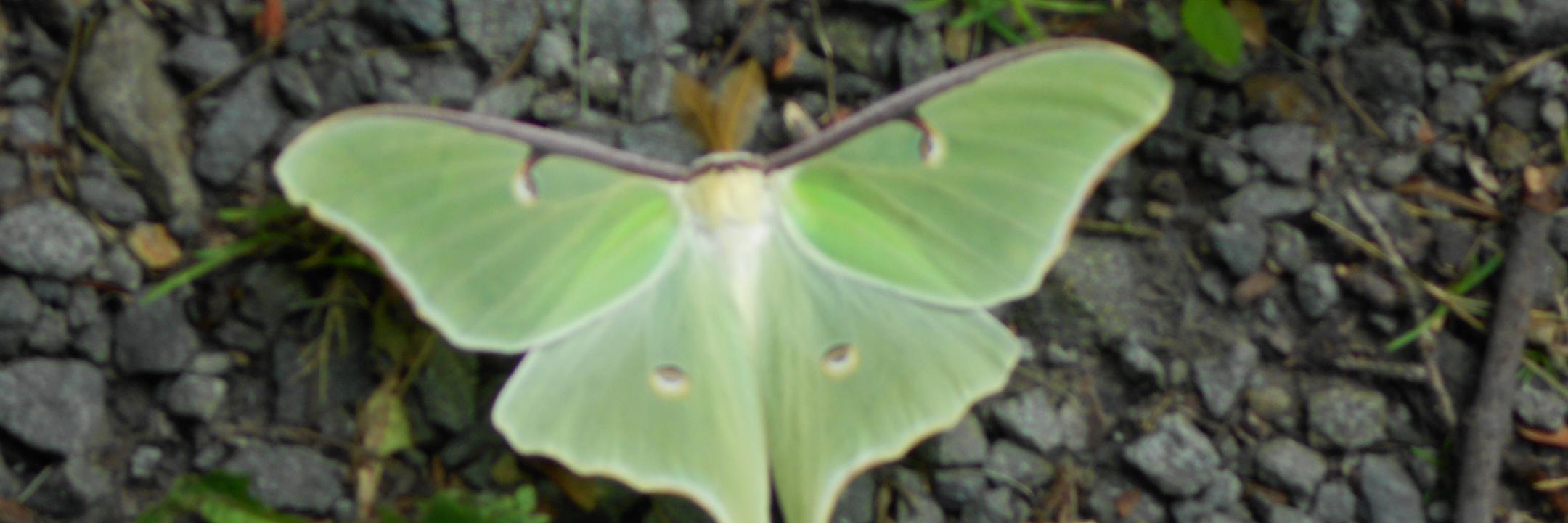 sumomcgrath's profile banner image