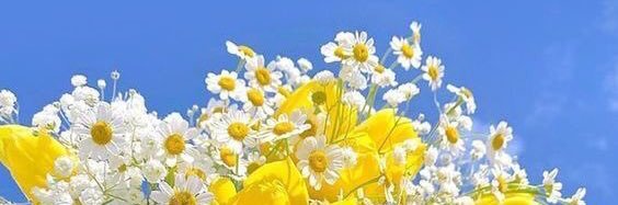 nemo_gd's profile banner image