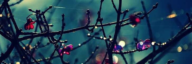 Miz__Kitten's profile banner image