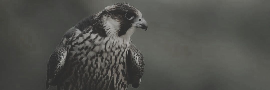 khaledsaqr6's profile banner image