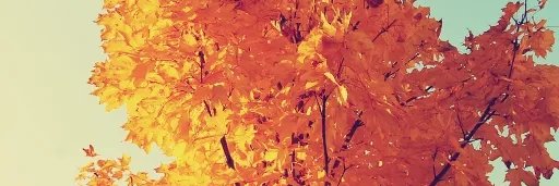 f3rt3r's profile banner image